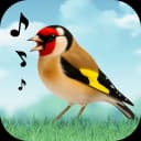 Birds Sounds icon