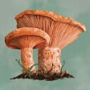 Mycelia: The Board Game icon