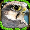 Falcon Simulator icon